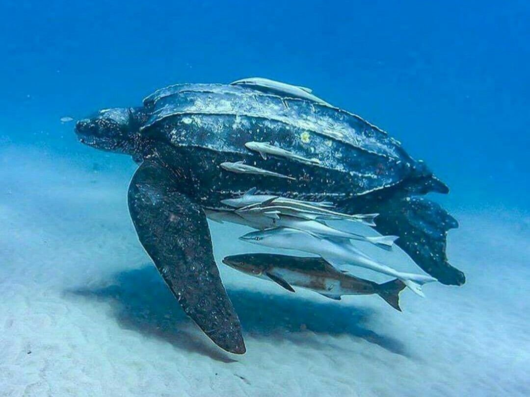 Leatherback Turtle in Tanzania